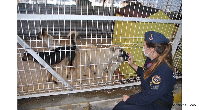 Çankırı İl Jandarma Komutanlığı 4 Ekim Hayvanları Koruma Günü Faaliyeti