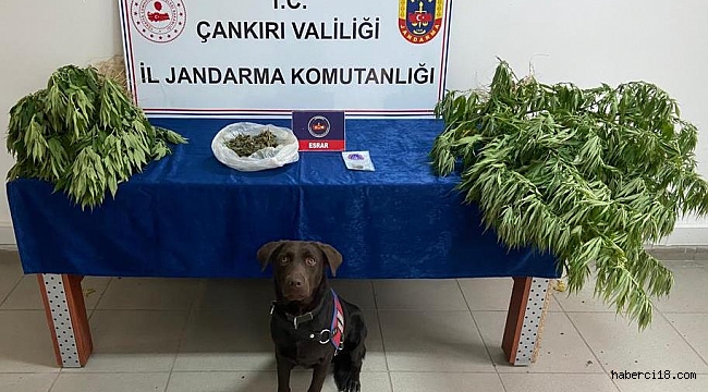 Eldivan İlçesinde Kubar Esrar, Kök Kenevir Ele Geçirildi