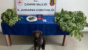 Eldivan İlçesinde Kubar Esrar, Kök Kenevir Ele Geçirildi