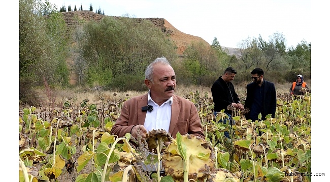 Çankırı Belediyesi İlk Ayçiçek Hasadını Yaptı