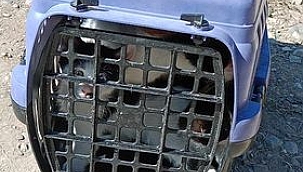 Yola Atılan Anne Kedi Ve Yavrularına Çankırı Belediyesi Hayvan Barınağı Sahip Çıktı
