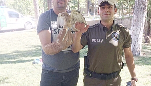 Çankırı'da Yaralı Halde Bulunan Atmaca Tedavi Altına Alındı