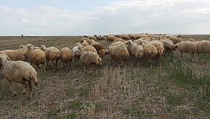 Kurbanlıklar Görücüye Çıktı