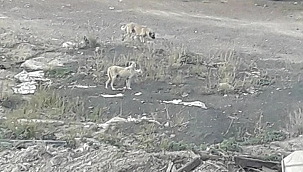 Dikkat: Okullar Açıldı-Başıboş Köpek Sorununu Giderin (Özel Haber)