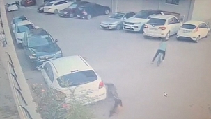 Bu Köpeklerin Sahiplerine Acilen En Ağır Bir Yaptırım Yapılması Gerekli (Özel Haber)