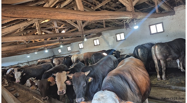 Çankırı Merkez Süleymanlı Köyünde Kurbanlık Satışları Başlamıştır (Özel Haber)