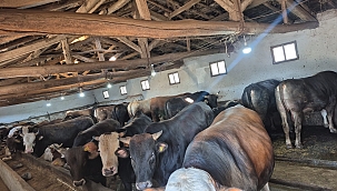 Çankırı Merkez Süleymanlı Köyünde Kurbanlık Satışları Başlamıştır (Özel Haber)