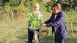 Çankırı Belediyesinin Kızılcık Bahçesi İlk Meyvelerini Verdi