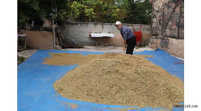 Sarı Kılçıkta Hasad Başladı