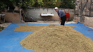 Sarı Kılçıkta Hasad Başladı